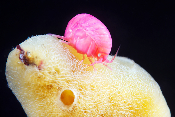 Acanthonotozoma-inflatum-13 #nature