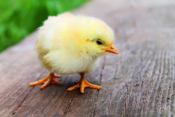 Chicken