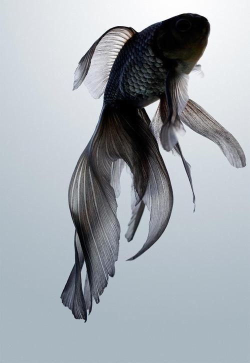 the poetry of material things #flow #goldfish #movement #fish #image