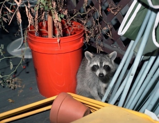 Animals That Saw Me by Ed Panar » Creative Photography Blog #photography