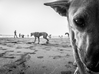 #dog #photo