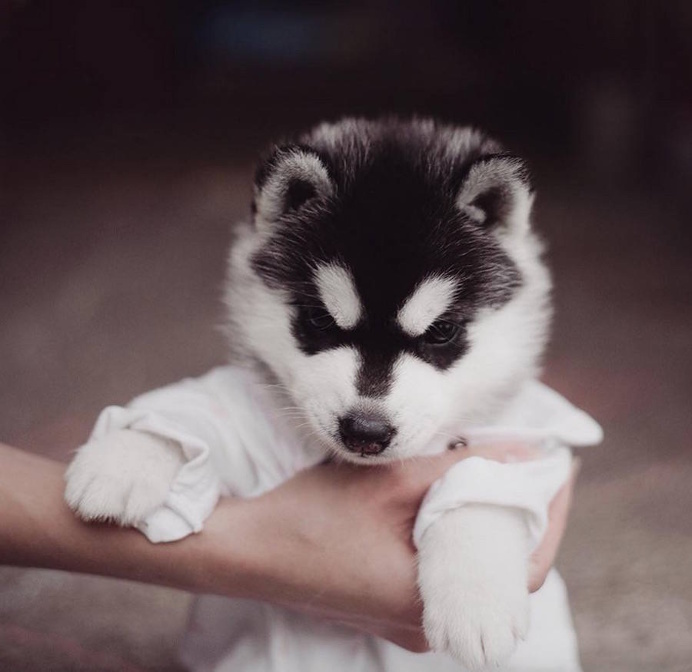 Adorable Huskies Photo with Human Clothes by Erica Tcogoeva #dogs #animals #photography #inspirations #huskies