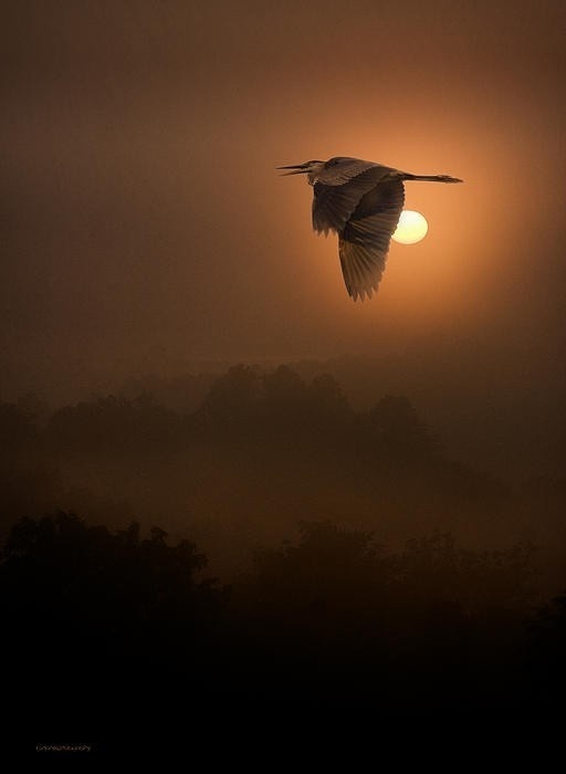 In flight sunset. #bird