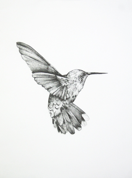 Bird Drawing by Shayle Flesser