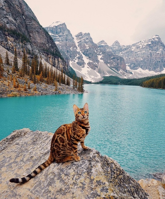 The Adventures of Suki The Cat