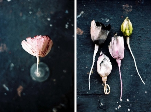 Anthology Magazine | Artists | Paper Flowers by Lyndie Dourthe #paper #flowers