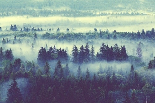 Life on Sundays #forest #fog #tree #beauty
