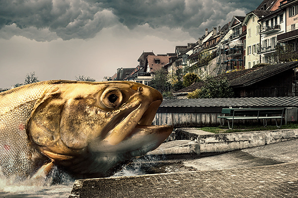 Die Obdachlosikgkeit der Fische on Behance #fisch #swiss #fish #fotografie #zug #composing