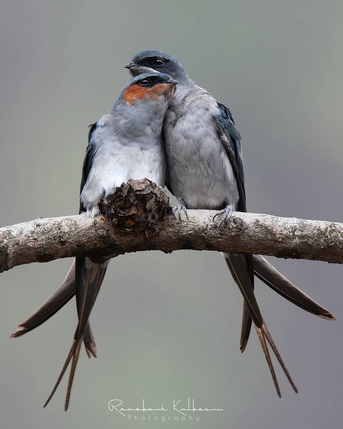 Birds of India: Fantastic Bird Photography by Ramakant Kulkarni