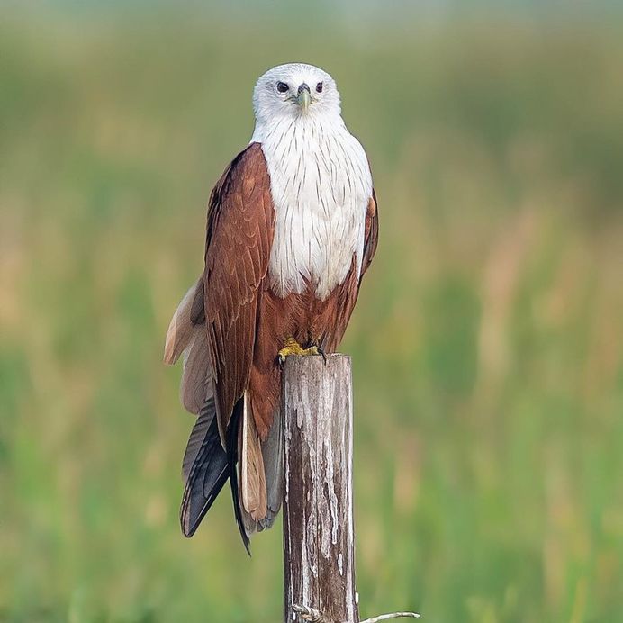 #your_best_birds: Fantastic Bird Photography by Abinash Dhal