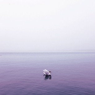 swan lake #canada #swan #fog #wilderness #photography #lake