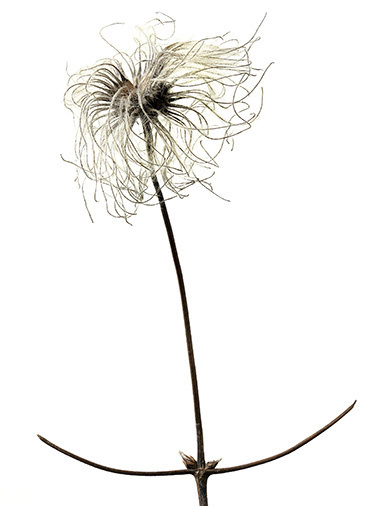 Charlie Drevstam — Winter Garden #flower #drevstam #photography #charlie