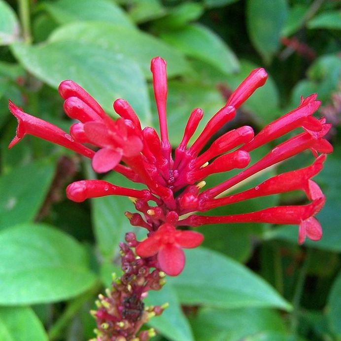 Odontonema Tubaeforme Flower Picture