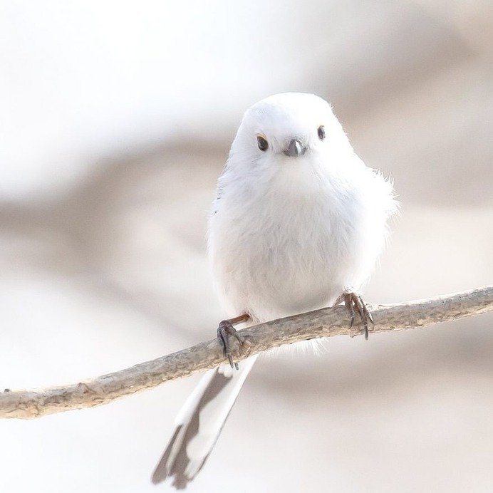 Birds of Japan: Beautiful Bird Photography by Keisuke Oda