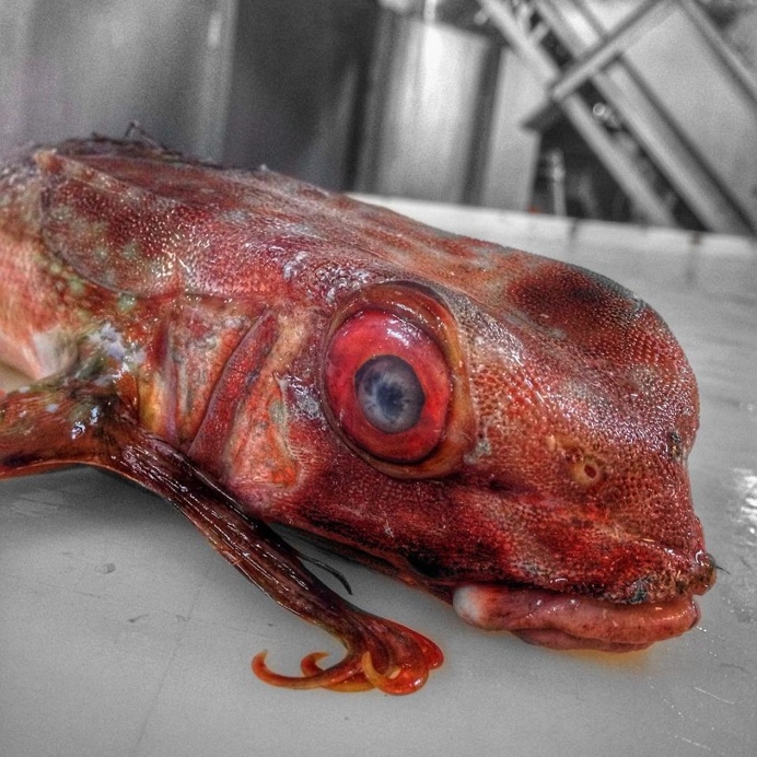 Russian Deep-Sea Fisherman Roman Fedortsov Photographs His Terrifying Catches