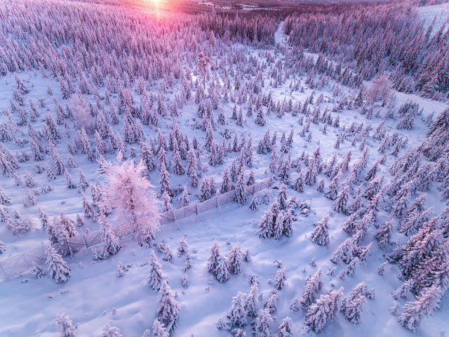Winter Forest of Finish Lapland From Above by Tiina Törmänen
