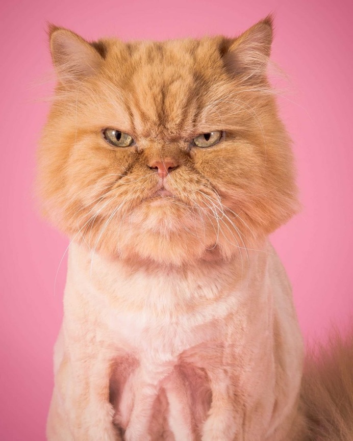 Fat Cats: Peter Thorne Captures Adorable Photos of Toronto's Chubby Cats