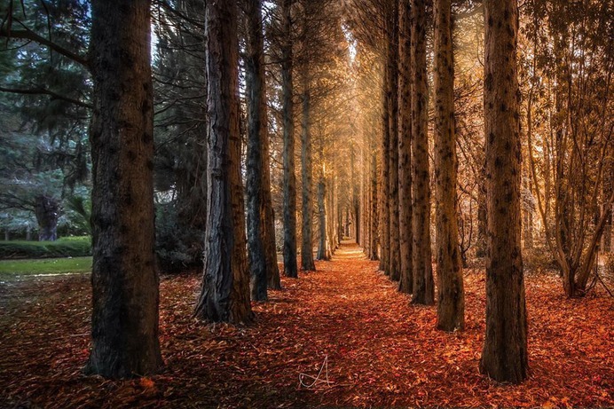 Step into winter now. Kinda missing autumn 🍂! #mountwilson #gardens #bluemountains #ig_australia #peaceful #photography #canonphotography #landscape #landscapephotography #newsouthwales #visitnsw #visitthebluemountains #discovernsw #discoveraustralia #exploreaustralia #destinationnsw #wow_australia2019 #autumn #weekendvibes #adventures #australiagram #australia #takemetoaustralia #autumnleaves #autumncolors#sydneysunsetclub by @alex_chen_photography