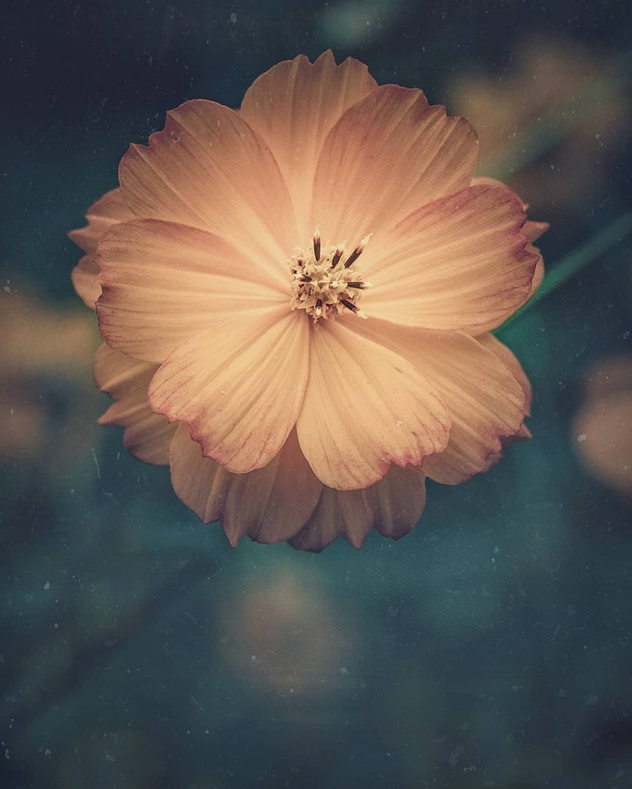 Conceptual and Fine Art Flower Photography by Ana Tudur