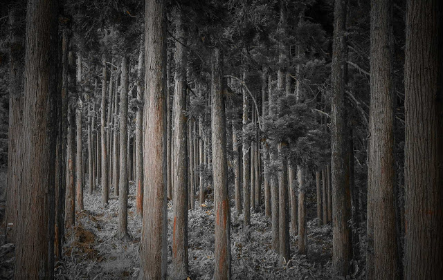 Mystical and Beautiful Forest Photography by Patrice Thomas