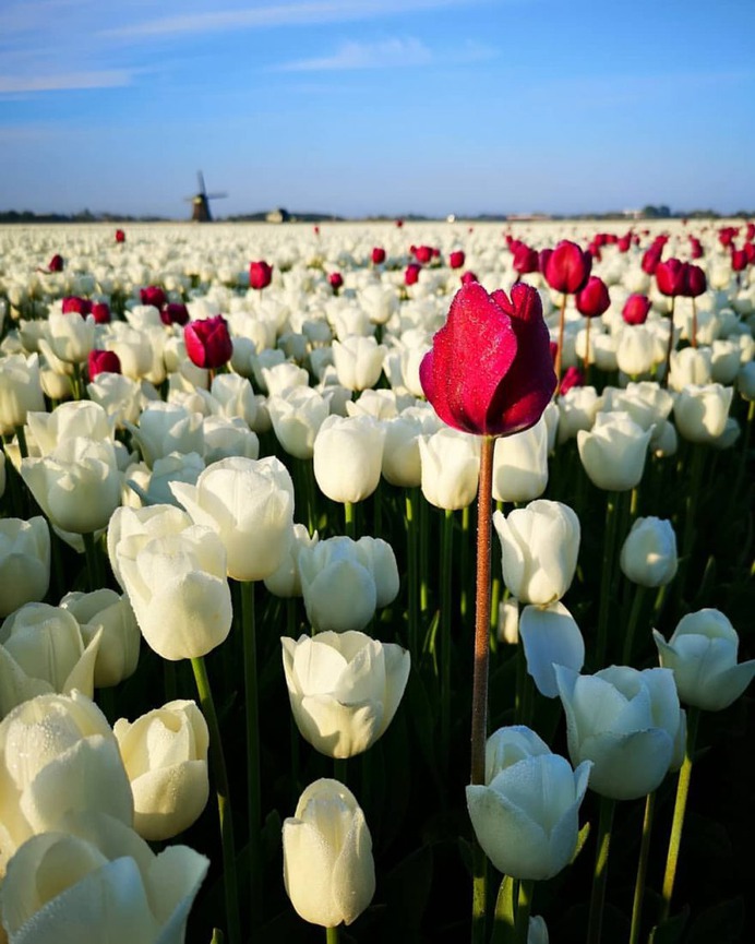 #pinktulips: Fantastic Flower Photography by Dirk Jan Piersma