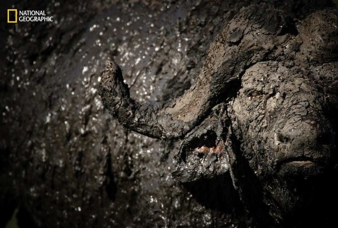Spectacular Entries From the National Geographic Nature Photographer of the Year 2016