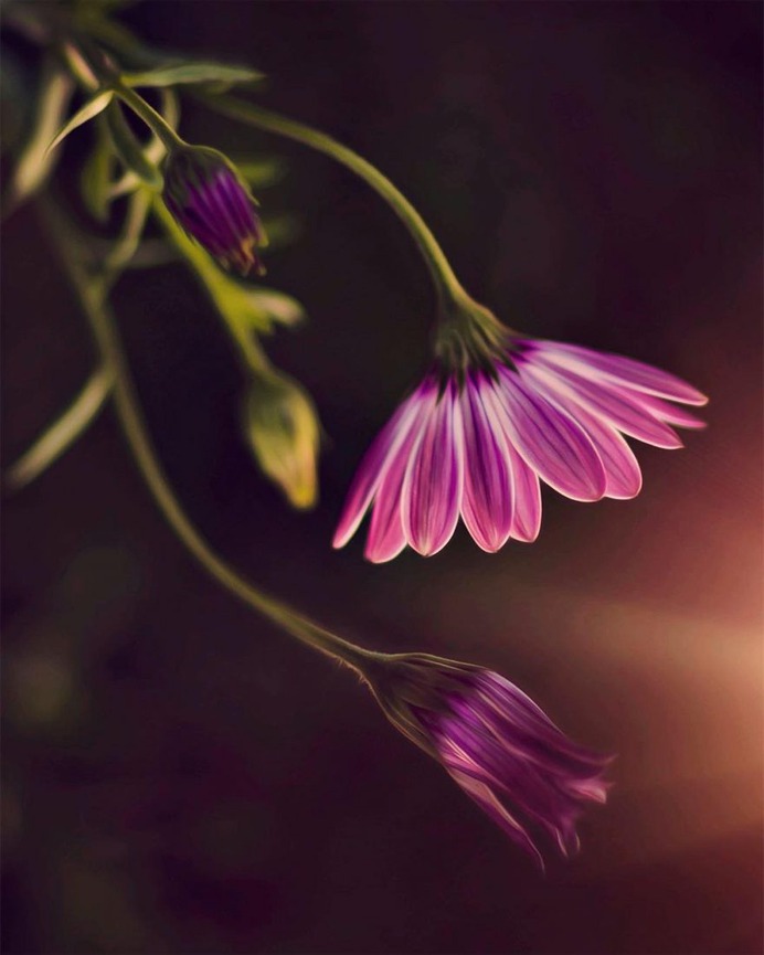 Fine Art Flowers Photography by Dina Telhami