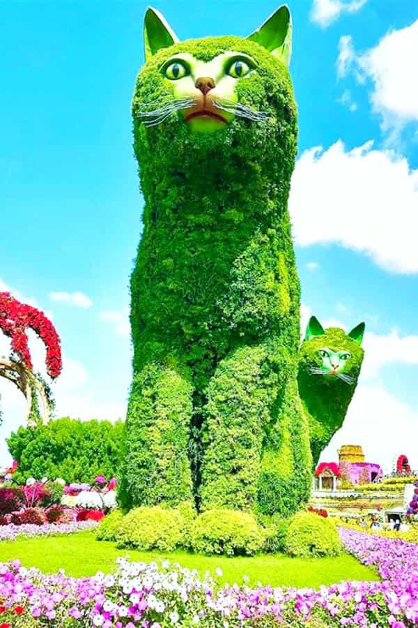Size of Quadruplet Cats Topiary Art at the Dubai Miracle Garden. These cats are more than 30 feet tall and were one of the mega themes of the Dubai Miracle Garden.
