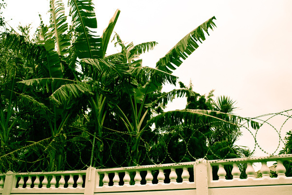 Paradise #hell #paradise #wire #tropic #trees