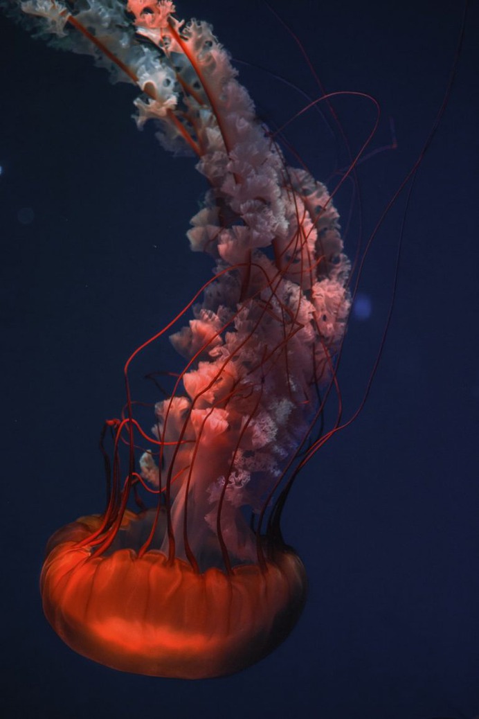 Jellyfish Underwater