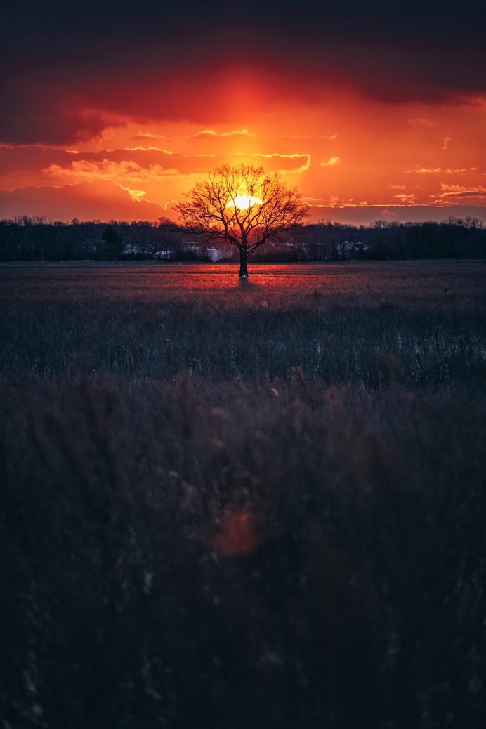 Lone Tree by brymnr