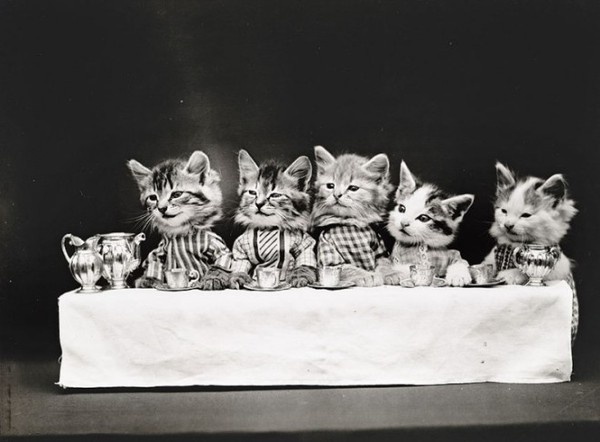 LOLCats by Harry Whittier Frees #inspiration #white #black #photography #and