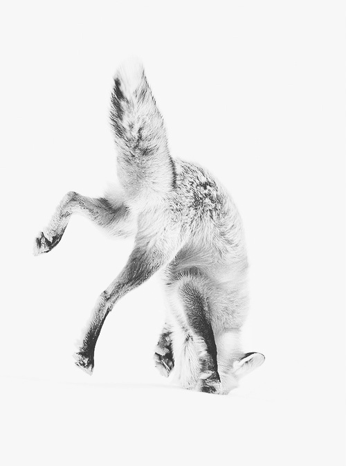 fox #fox