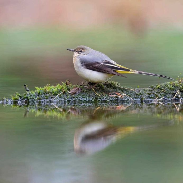 #planetbirds: Colorful Birds Photography by Rob van Mourick