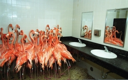 Flamingos take refuge in a bathroom at Miami-Metro Zoo, Sept. 14, 1999 as tropical-storm force winds from Hurricane Floyd approached the Mia #pink #zoo #bathroom #photography #flamingos #miami