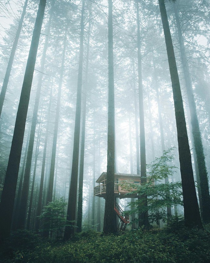 Waking up in this foggy forest, such a peaceful experience by @leireunzueta
