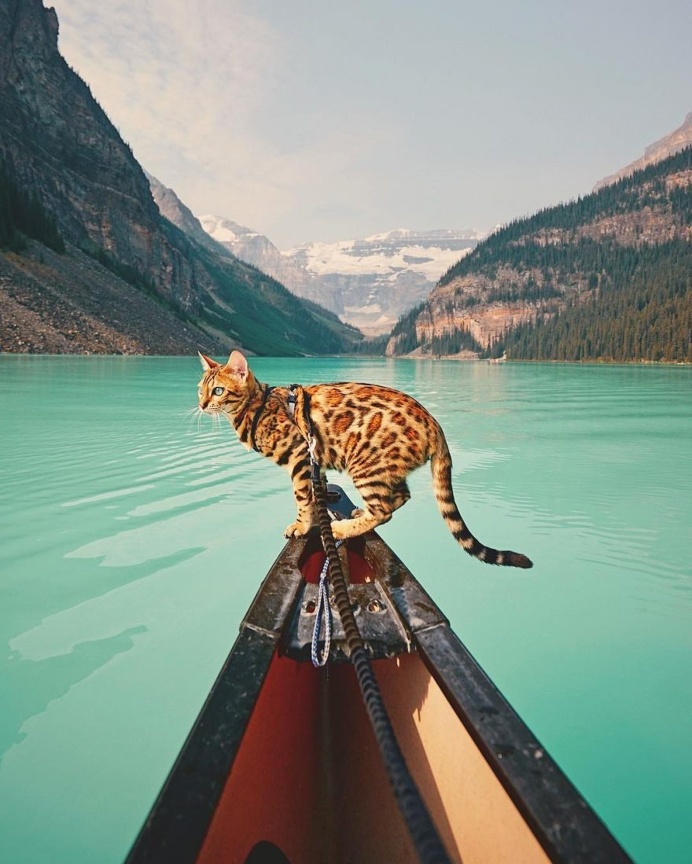 Meet Suki, The Adventure Wondercat Who Became an Instagram Star