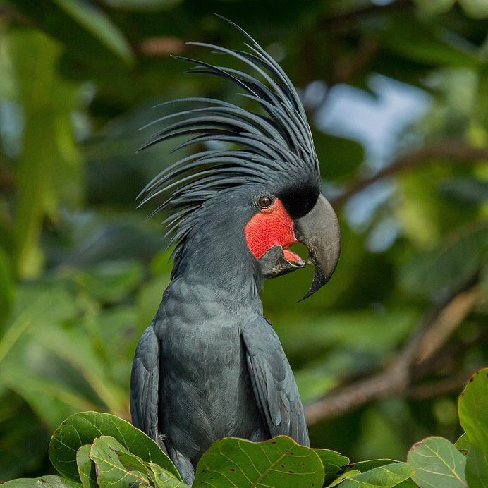 #kings_birds: Beautiful Bird Photography by Charles Ryan