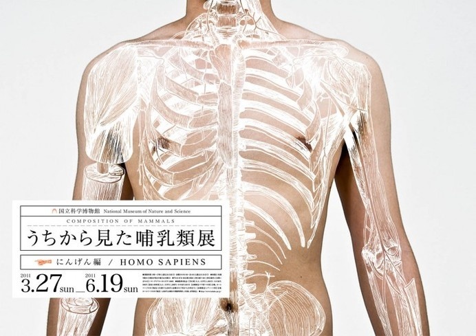 composition-of-mammals #illustration #body #anatomy