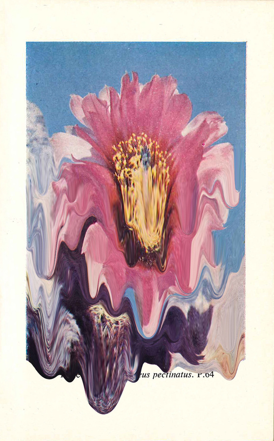 Plate 33. Echinocereus Pectinatus #print #cacti #tanimura #hana #succulents #paint #melting #flower #cactus #plant