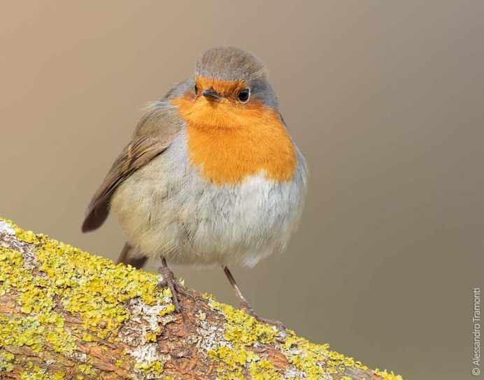#birdwatching: Wonderful Bird Photography by Alessandro Tramonti