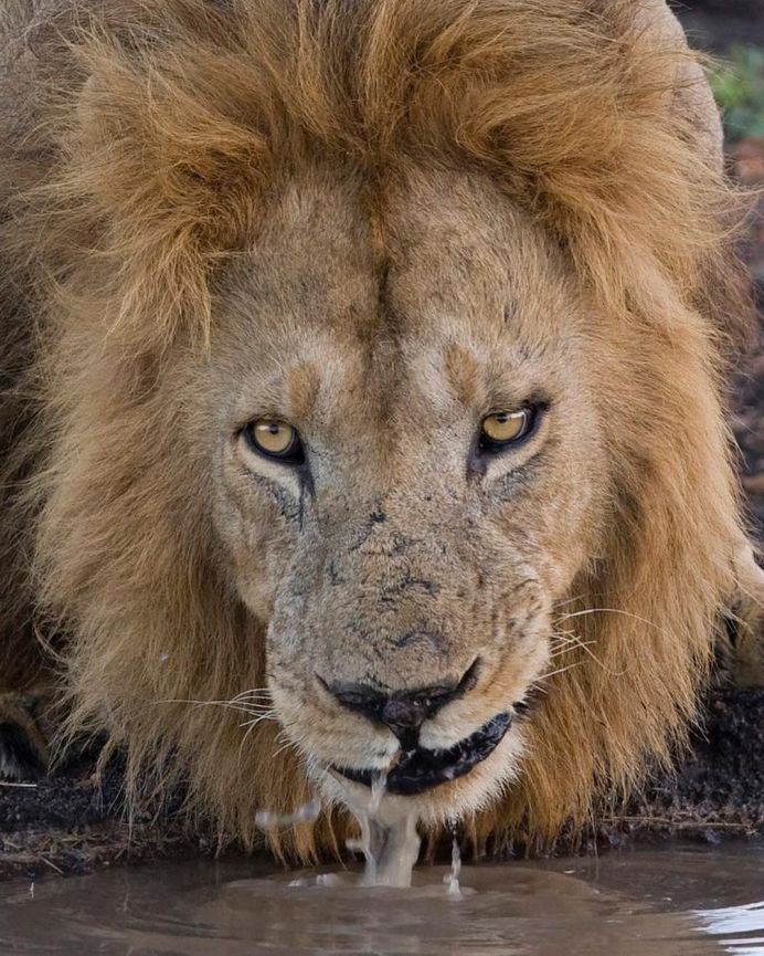 Breathtaking Close-Up Portraits of Wild Animals by Serhat Demiroglu