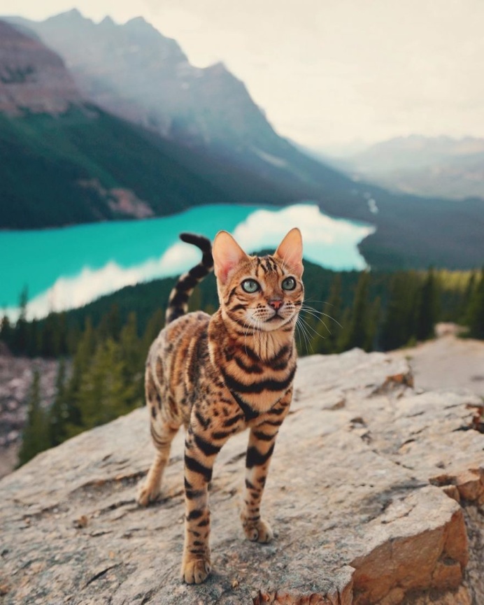 Meet Suki, The Adventure Wondercat Who Became an Instagram Star