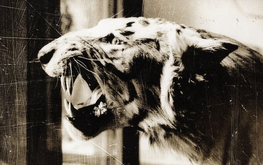 todd_kancar_book_11.28.10_final36.jpg (JPEG Image, 874x550 pixels) #harvard #taxidermy #history #todd #kancar #museum #of #peabody #photography #natural