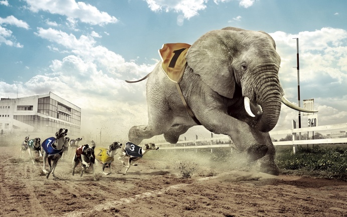 Dogs Racing an Elephant