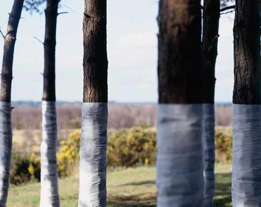 Zander :: Tree, Line. #photo #line #tree