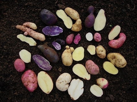 FFFFOUND! | DSCN7746.jpg (748×561) #potato
