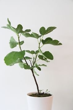 Fiddle-leaf fig in white pot. Via lindsaystephenson.com. #fiddleleaffig #plant