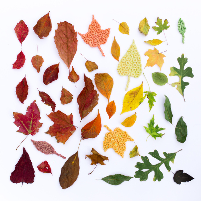 social content, cheerios, leaves, fall