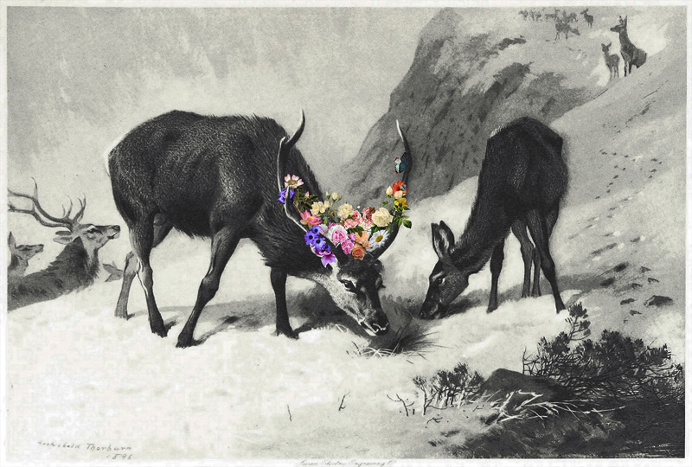 Rebirth - by Quentin Deronzier #artwork #collage #flowers http://quentinderonzier.com/Rebirth